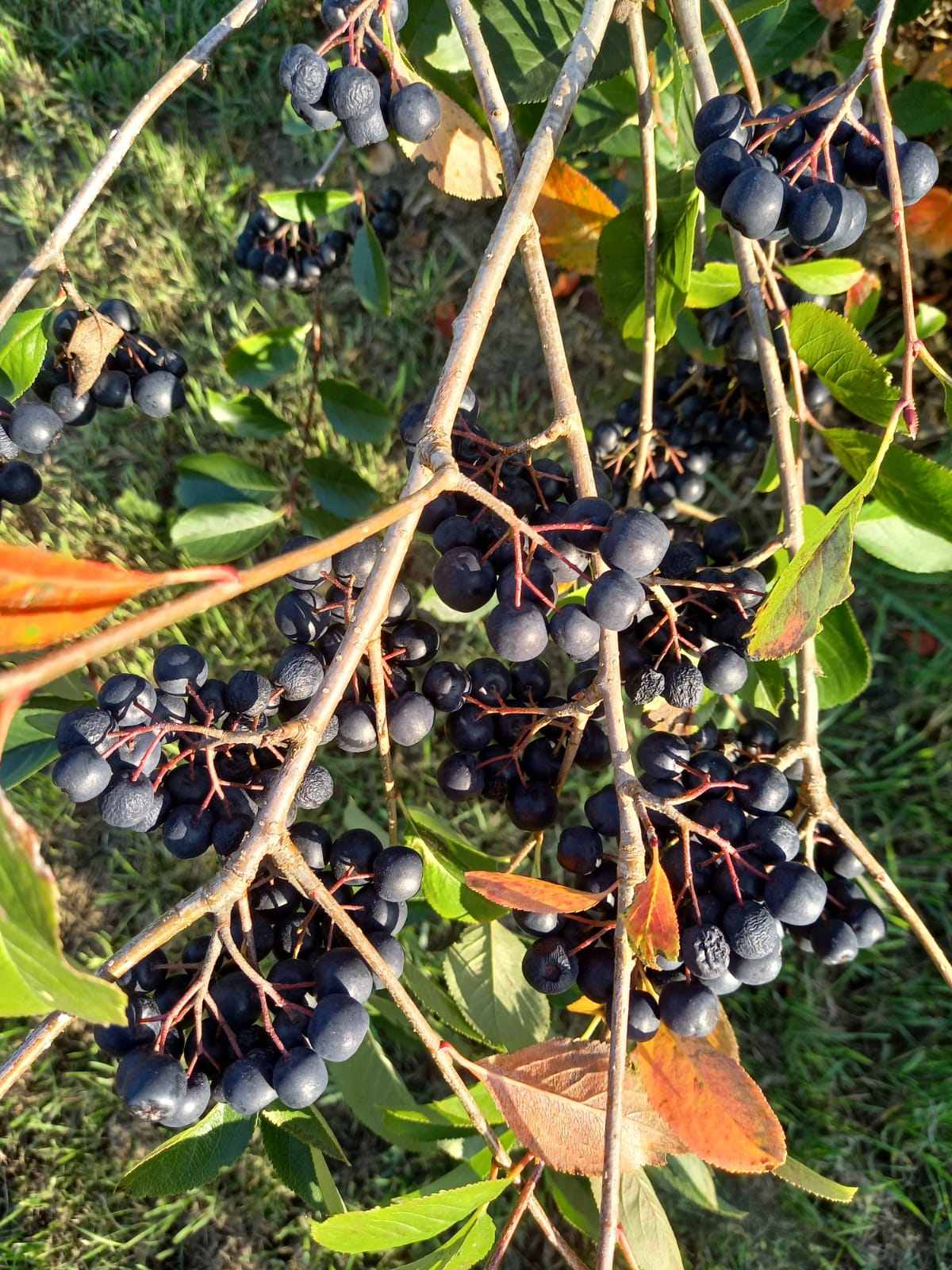 Black Gold Aronia - Galéria Kép (17.jpg)