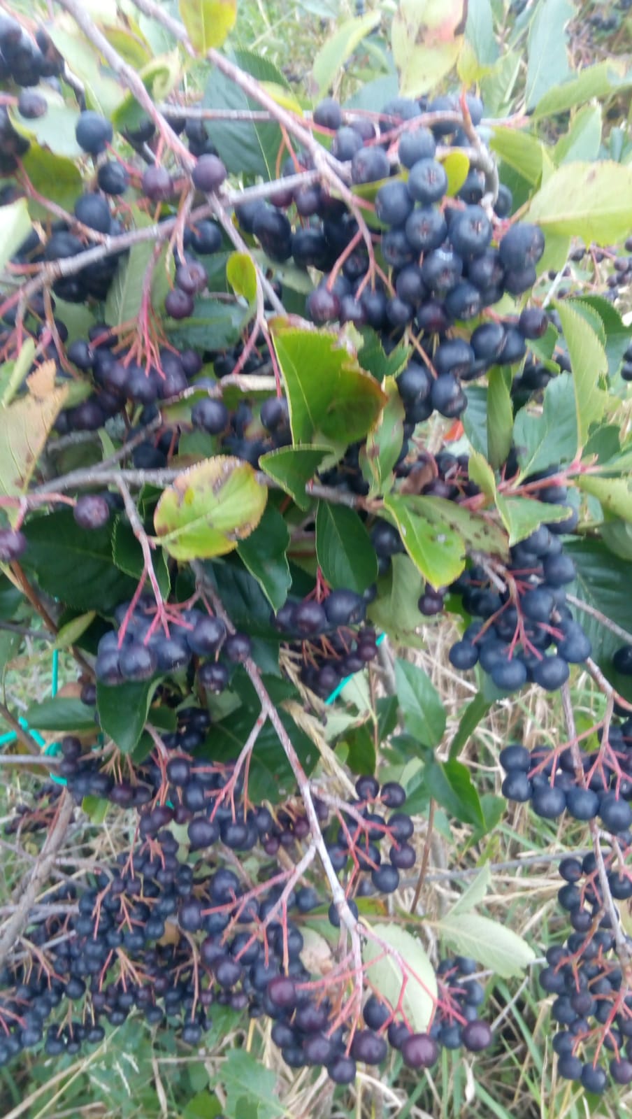 Black Gold Aronia - Galéria Kép (18.jpg)