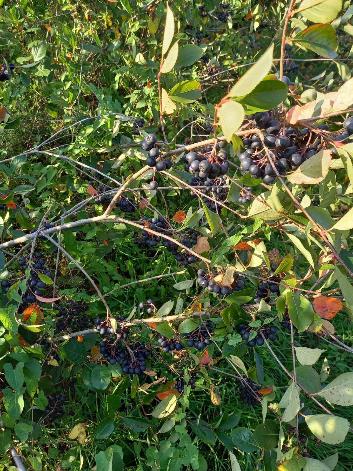 Black Gold Aronia - Galéria Kép (19.jpg)
