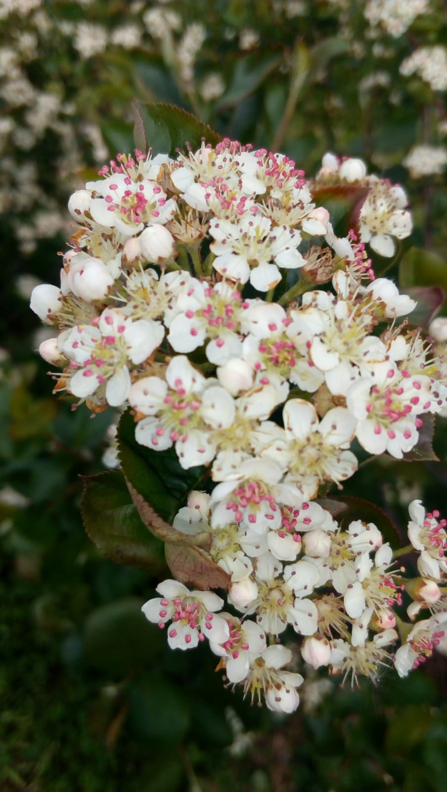 Black Gold Aronia - Galéria Kép (21.jpg)