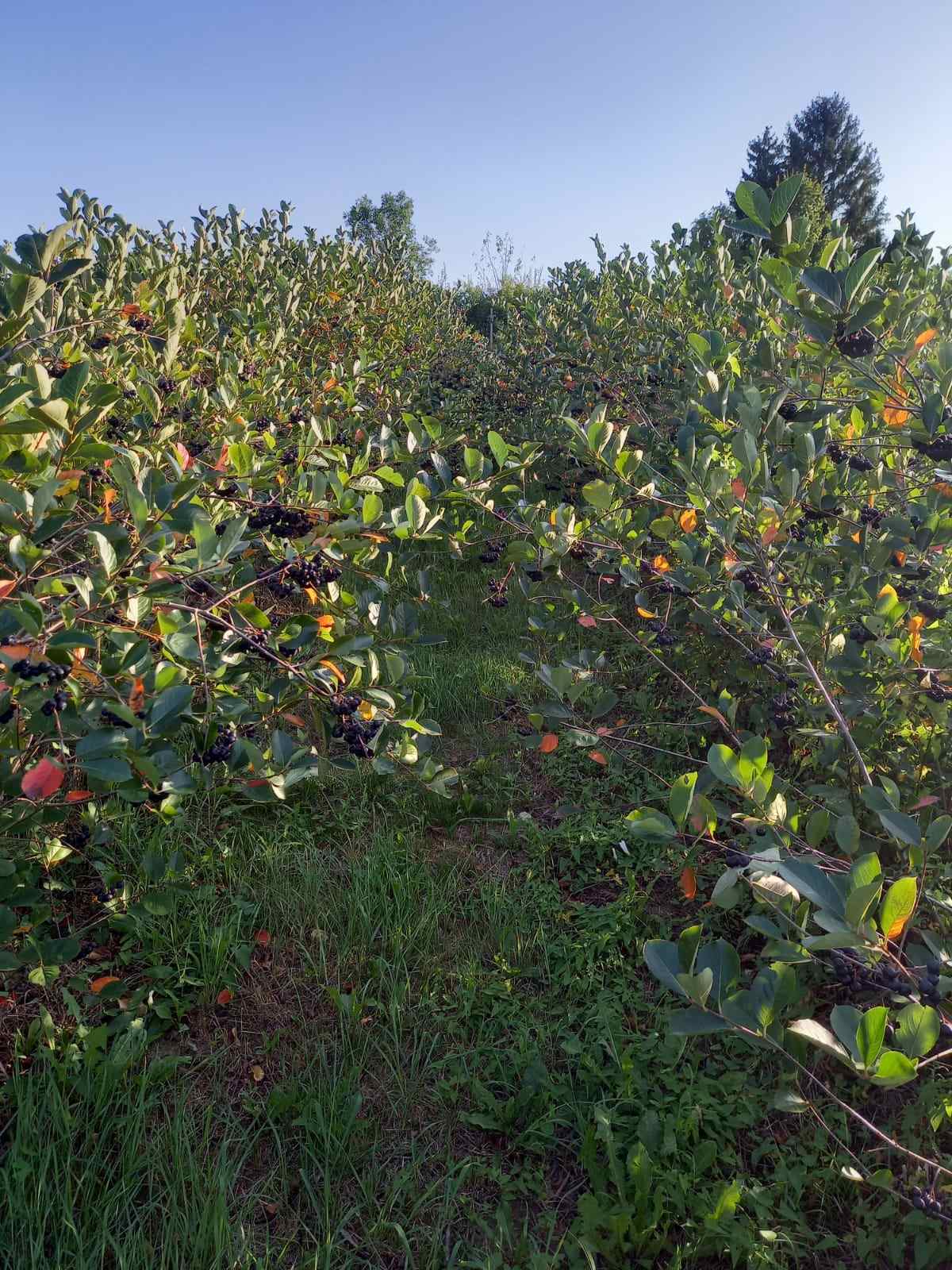 Black Gold Aronia - Galéria Kép (23.jpg)
