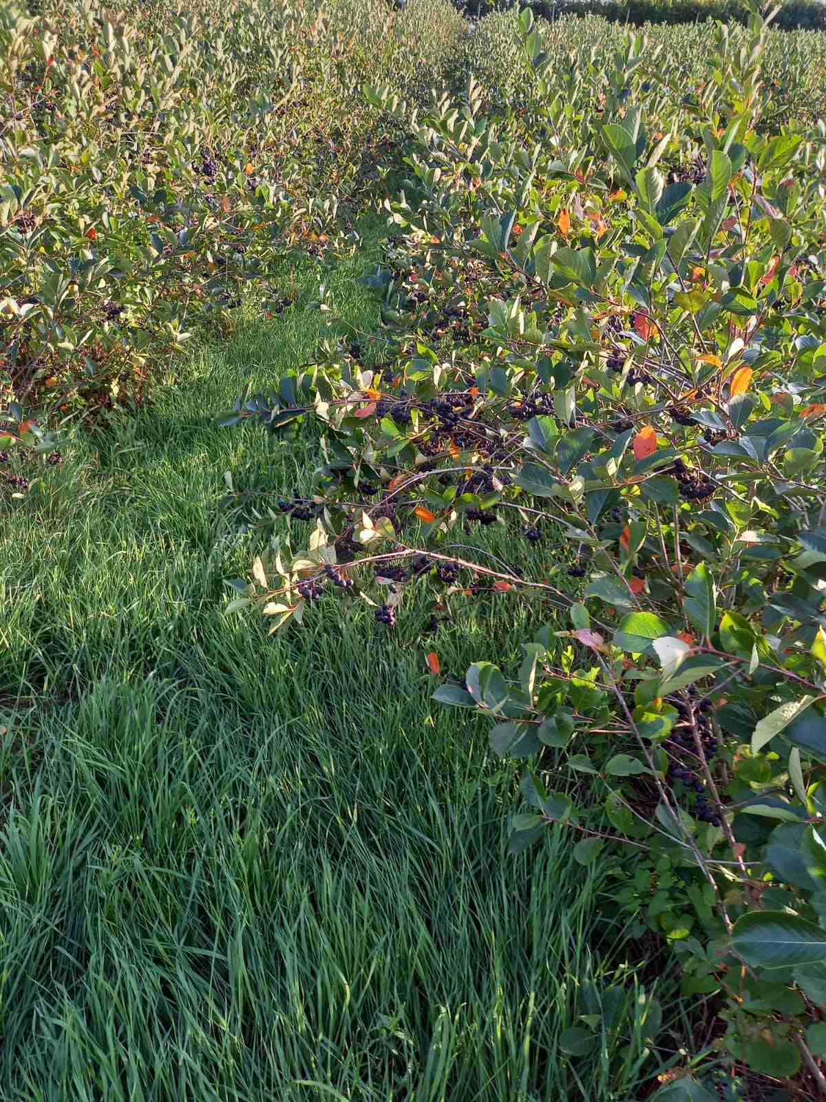 Black Gold Aronia - Galéria Kép (25.jpg)