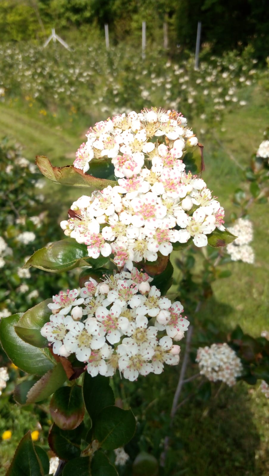 Black Gold Aronia - Galéria Kép (27.jpg)