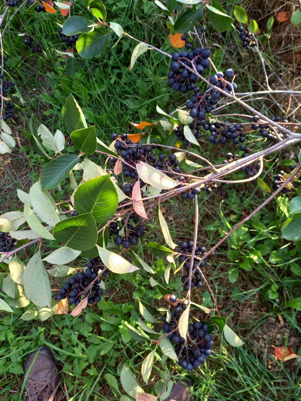 Black Gold Aronia - Galéria Kép (28.jpg)