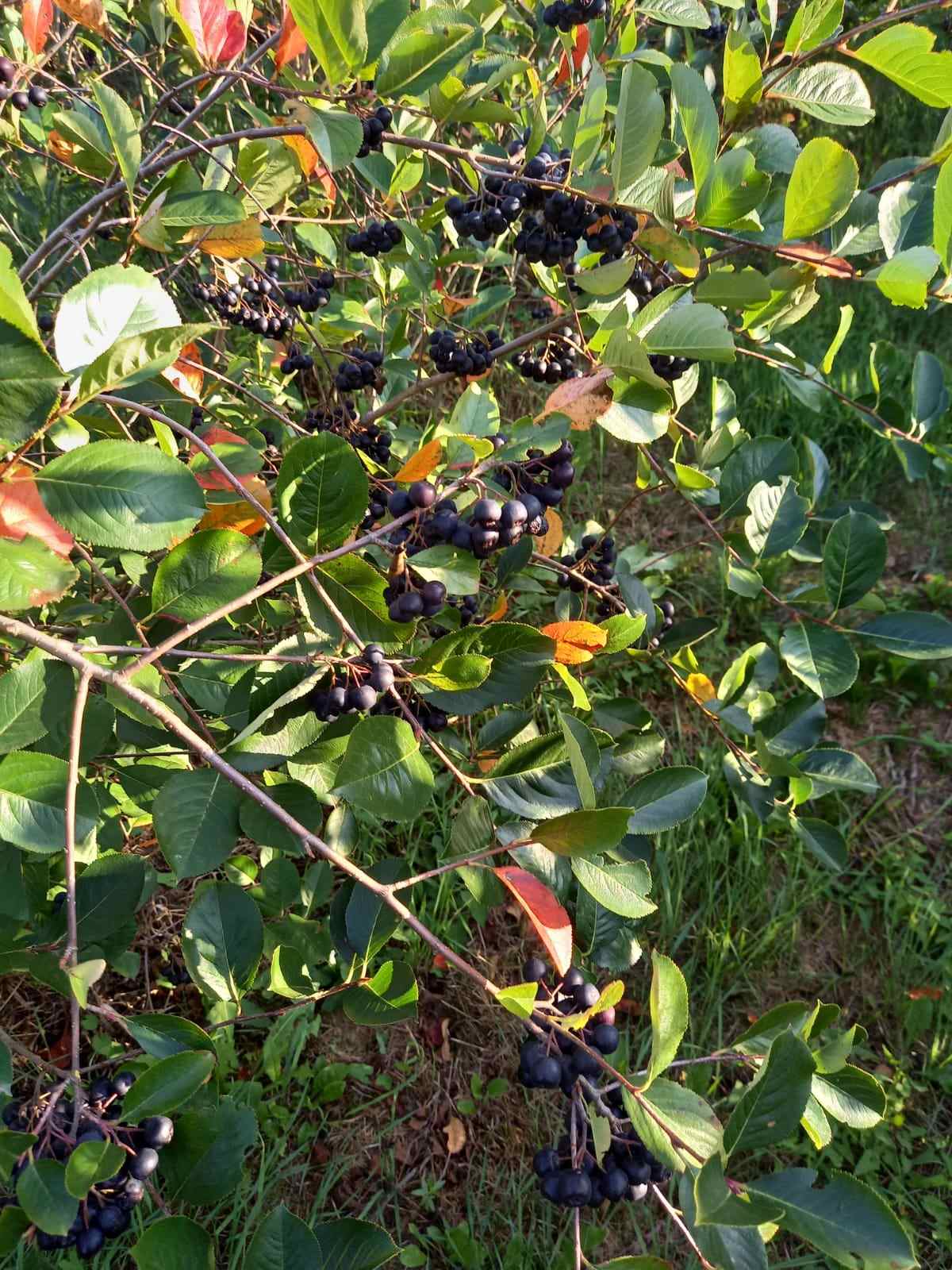 Black Gold Aronia - Galéria Kép (32.jpg)